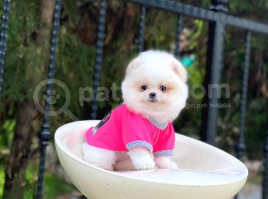 Sahibinden Orjinal Gülen Pomeranian Boo görsel