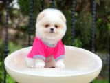 Sahibinden Orjinal Gülen Pomeranian Boo