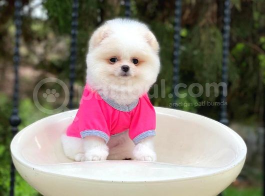 Sahibinden Orjinal Gülen Pomeranian Boo görsel