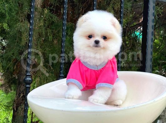 Sahibinden Orjinal Gülen Pomeranian Boo