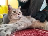 Aci̇ll!! British Tabby