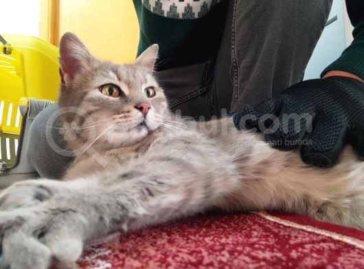 Aci̇ll!! British Tabby