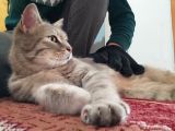 Aci̇ll!! British Tabby