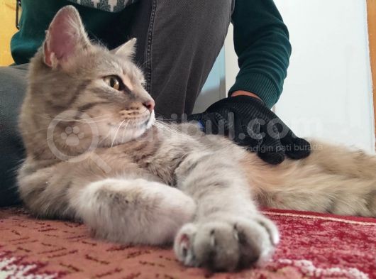Aci̇ll!! British Tabby görsel