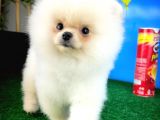 Pofuduk Dişi Köpek Pomeranian Boo