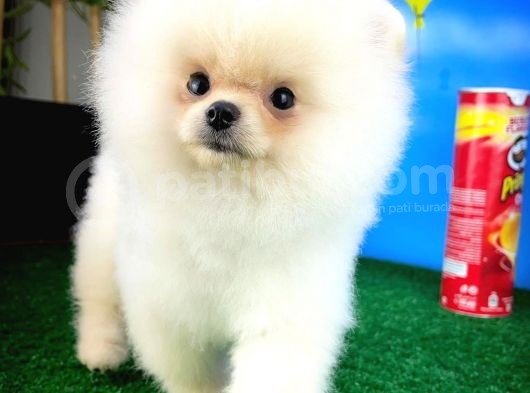 Pofuduk Dişi Köpek Pomeranian Boo görsel