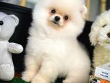 Pofuduk Dişi Köpek Pomeranian Boo