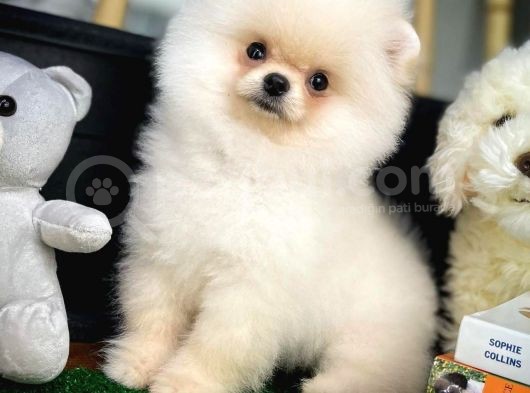 Pofuduk Dişi Köpek Pomeranian Boo görsel