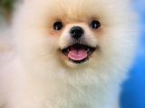 Pofuduk Dişi Köpek Pomeranian Boo