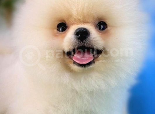 Pofuduk Dişi Köpek Pomeranian Boo