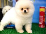 Pofuduk Dişi Köpek Pomeranian Boo