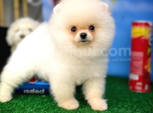 Pofuduk Dişi Köpek Pomeranian Boo görsel