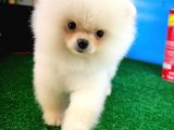 Pofuduk Dişi Köpek Pomeranian Boo