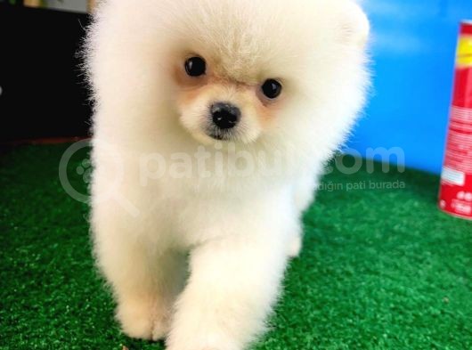 Pofuduk Dişi Köpek Pomeranian Boo görsel
