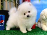 Afacan Pofuduk Disi Köpek