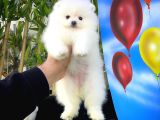 Afacan Pofuduk Disi Köpek