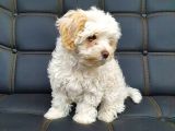 2 Ve 3 Aylık Mikro Çipli Maltipoo Yavrularımız