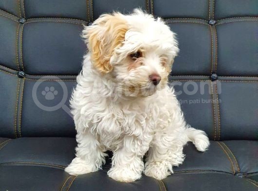 2 Ve 3 Aylık Mikro Çipli Maltipoo Yavrularımız görsel