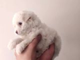 2 Ve 3 Aylık Mikro Çipli Maltese Yavrularımız