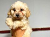 2 Ve 3 Aylık Mikro Çipli Maltipoo Yavrularımız