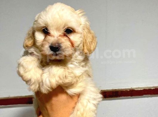 2 Ve 3 Aylık Mikro Çipli Maltipoo Yavrularımız görsel