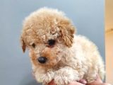 2 Ve 3 Aylık Mikro Çipli Maltipoo Yavrularımız