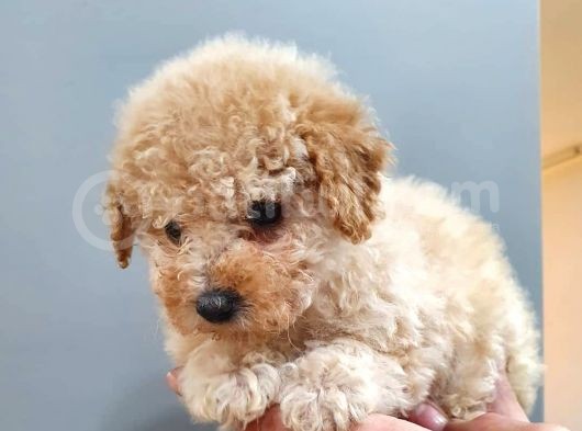 2 Ve 3 Aylık Mikro Çipli Maltipoo Yavrularımız görsel