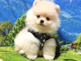 Pomeranian Boo Teddy Bear Yavrular