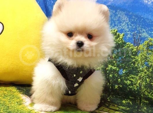 Pomeranian Boo Teddy Bear Yavrular görsel