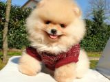 Pomeranian Boo Teddy Bear Yavrular