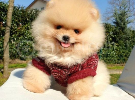 Pomeranian Boo Teddy Bear Yavrular görsel