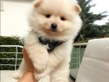 Orjinal Pomeranian Boo Yavrularımız