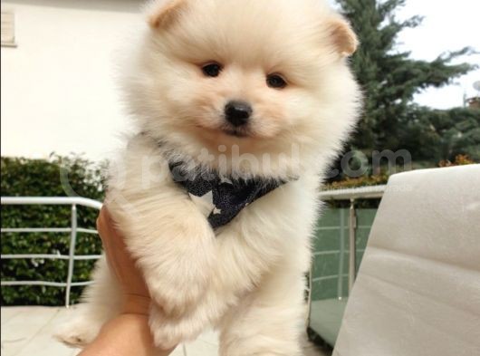Orjinal Pomeranian Boo Yavrularımız görsel