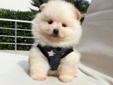 Orjinal Pomeranian Boo Yavrularımız