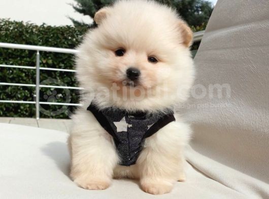 Orjinal Pomeranian Boo Yavrularımız görsel