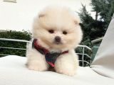 Orjinal Pomeranian Boo Yavrularımız