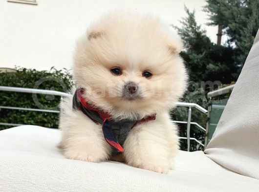 Orjinal Pomeranian Boo Yavrularımız görsel
