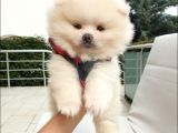Orjinal Pomeranian Boo Yavrularımız