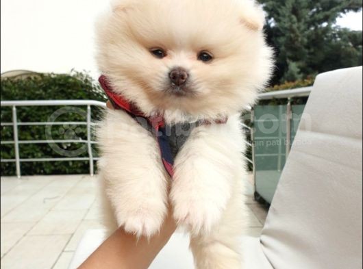Orjinal Pomeranian Boo Yavrularımız görsel