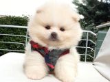 Orjinal Pomeranian Boo Yavrularımız