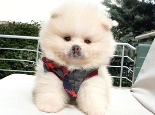 Orjinal Pomeranian Boo Yavrularımız