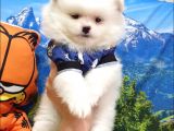 Pomeranian Boo Teddy Bear Yavrular
