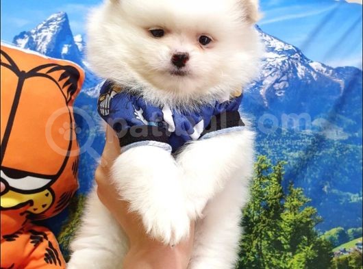 Pomeranian Boo Teddy Bear Yavrular