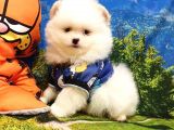 Pomeranian Boo Teddy Bear Yavrular