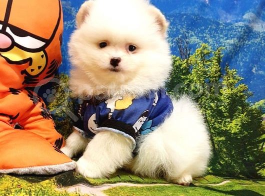 Pomeranian Boo Teddy Bear Yavrular görsel