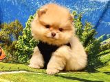 Orjinal Pomeranian Boo Yavrularımız