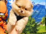 Orjinal Pomeranian Boo Yavrularımız
