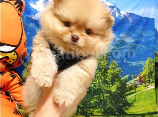 Orjinal Pomeranian Boo Yavrularımız görsel