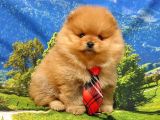 Pomeranian Boo Teddy Bear Yavrular