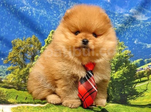 Pomeranian Boo Teddy Bear Yavrular görsel
